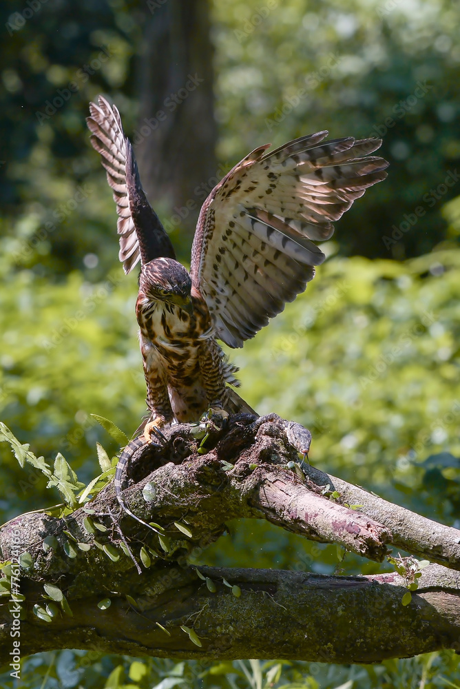 Obraz premium Close-up of a crested hawk eagle