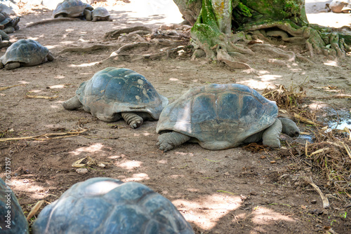 Giant Turtles in La Digue Island, Seychelles