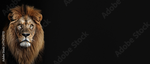 This compelling image captures the stoic gaze of a regal lion against a stark black background, embodying solitude and silent power