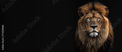 A captivating close-up portrait of a majestic lion with its intense gaze set against a dark, black background highlighting its features © Fxquadro