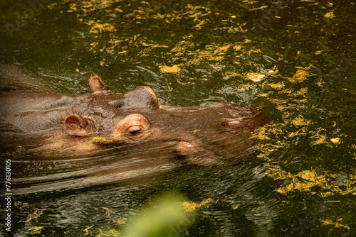 Nilpferd beim schwimmen