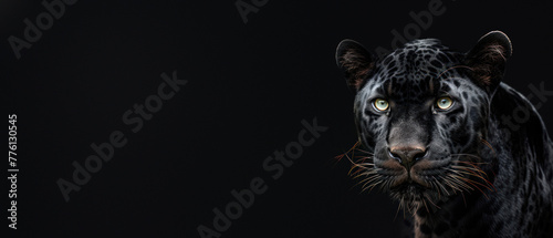 This powerful image showcases a black panther's strong features and intense stare, creating a mysterious atmosphere on a dark background