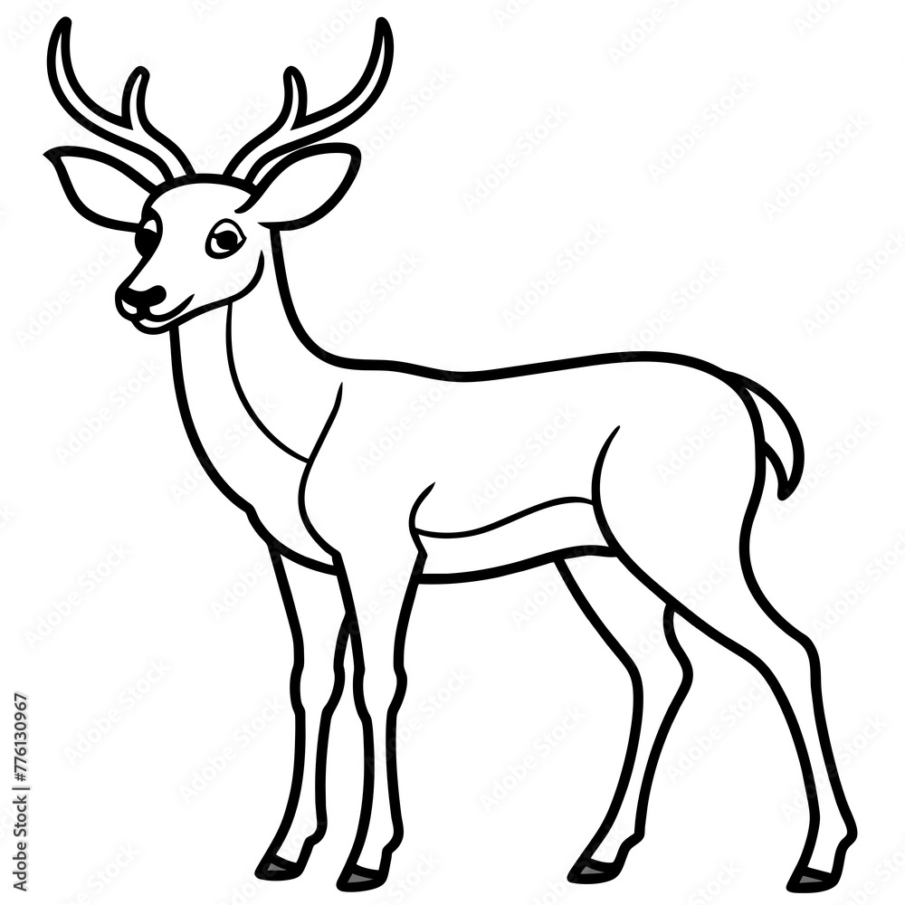 deer illustration