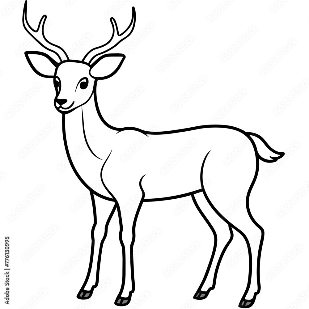 deer illustration