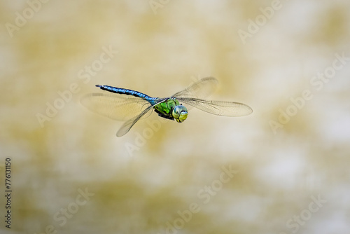 Emperor Dragonfly in flight with wings spread wide