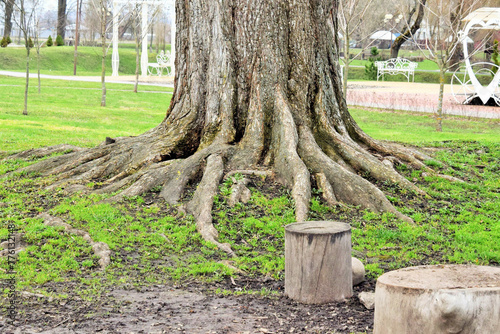 фотографія Large roots of an old mighty oak