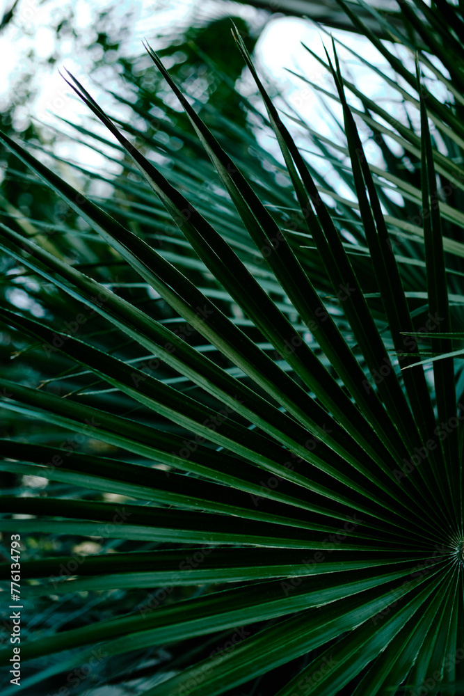 Obraz premium Flora inside a glasshouse in botanical garden Jevremovac in Belgrade. A variety of green tropical wild and indoor plants. Green licuala palm.