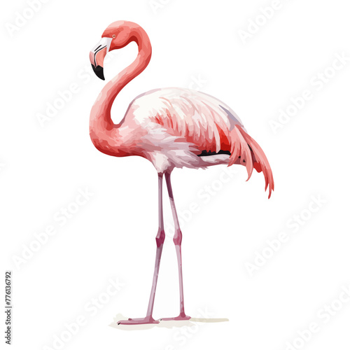 Watercolor Vector painting of a flamingo, isolated on a white background, flamingo vector, flamingo clipart, flamingo art, flamingo painting, flamingo Graphic, drawing clipart.