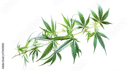 Cannabis Buds, Marijuana Plant, Weed