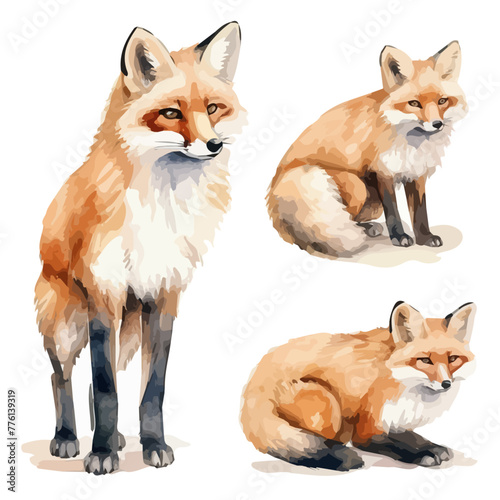 Watercolor painting vector of red fox collection, isolated on a white background, fox vector, clipart Illustration, Graphic logo, drawing design art, clipart image