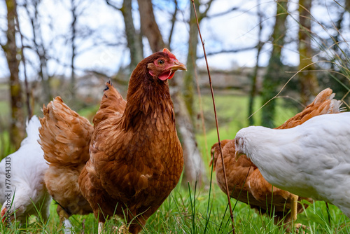 Fotografie Chickens, free range garden flock of hens