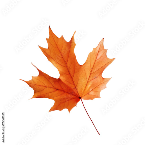 Maple leaf isolated on transparent background 