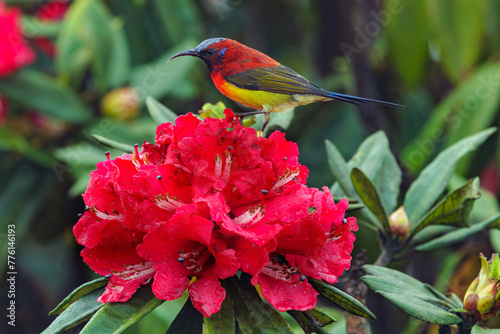 Colorful sunbird on wild rhododendron red flowers, Thailand photo