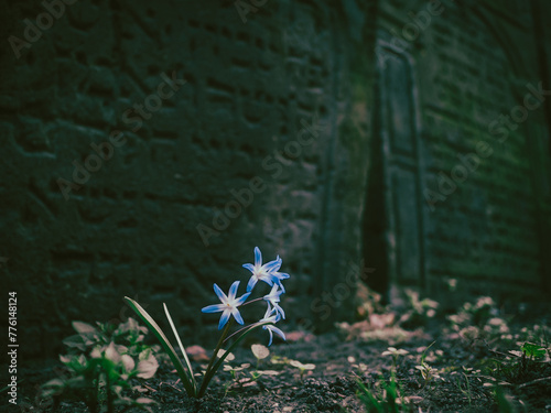little blue flower and in the background a Jewish tombstone