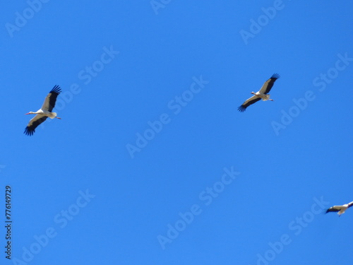 Vol de cigognes dans le ciel bleu