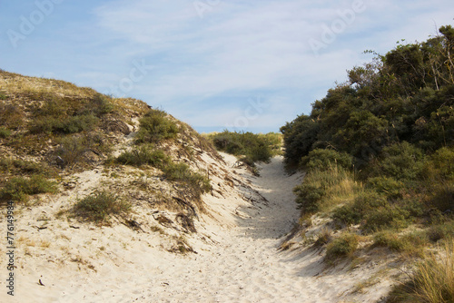 the dunes landscape in Haamstede  Zeeland in the Netherlands