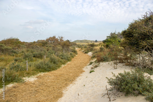 the dunes landscape in Haamstede  Zeeland in the Netherlands