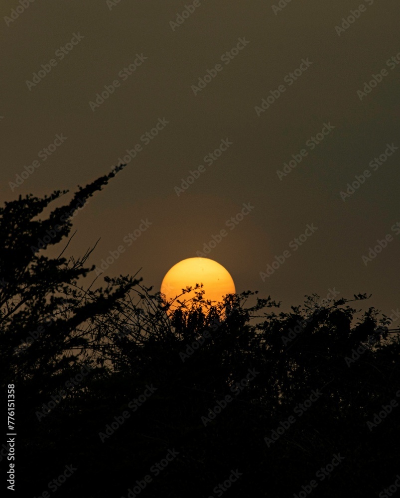 silhouette of the sun setting behind tree silhouettes