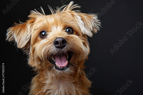 Yorkshire terrier puppy © PHdJ