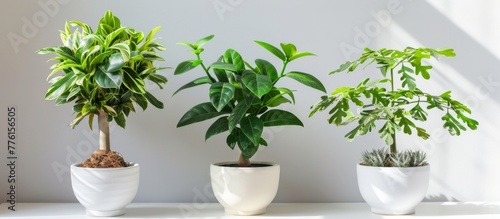 Three potted plants on shelf in room