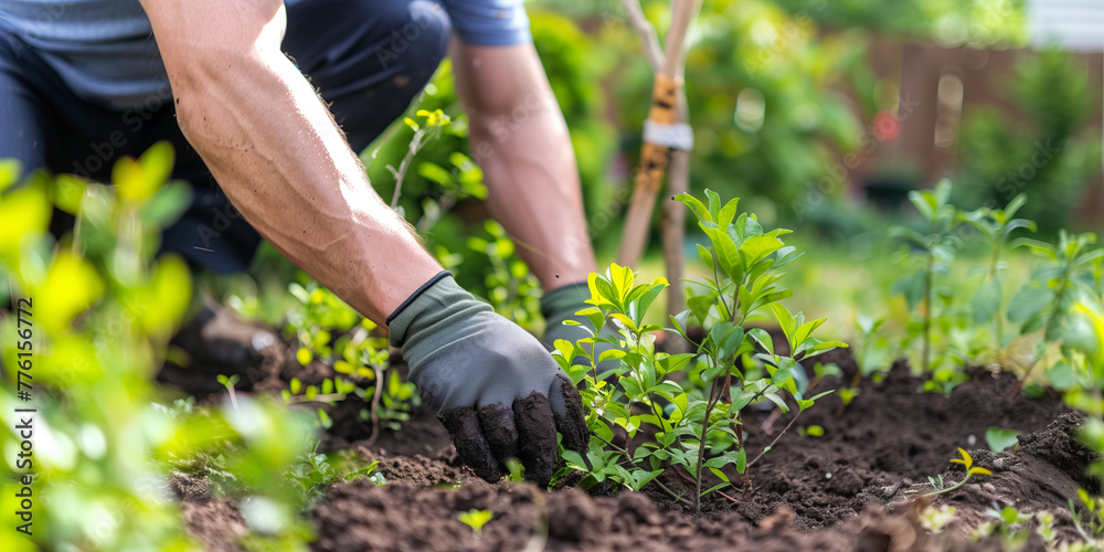 Fototapeta premium Young gardener planting bush sprouts in the rich soil. Man working in the garden replanting trees on spring day. Earth Day. Ecology concept.