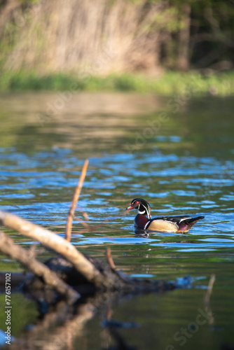 Wood Duck on Lake
