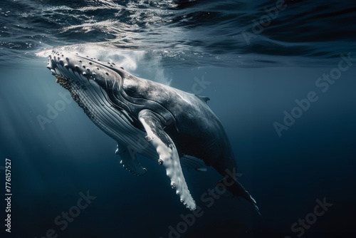 vue sous-marine d'une baleine à bosse venant respirer à la surface de l'océan photo
