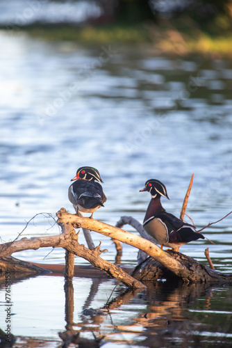 Wood Ducks on Lake