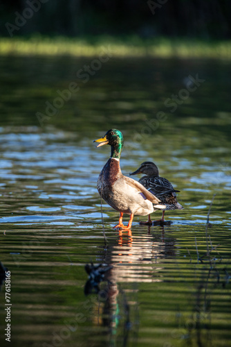 Mallard on Lake