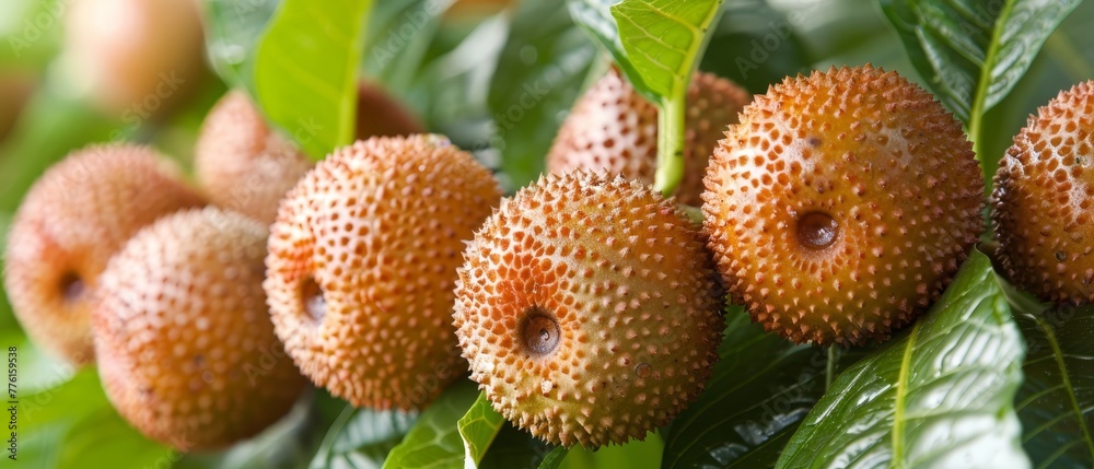 A tight shot of ripe fruits dangling from a tree, surrounded by an abundance of verdant leaves in the foreground A tight shot of ripe fruits dangling from a tree, surrounded by an abundance of verdant leaves in the foreground