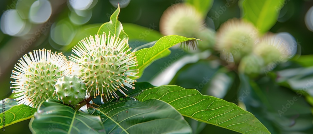 A tight shot of a tree adorned with a cluster of flowers in its center, surrounded by foliage A tight shot of a tree adorned with a cluster of flowers in its center, surrounded by foliage