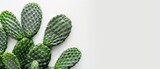  A tight shot of a green cactus against a pristine white backdrop Ideal for superimposing text or another image