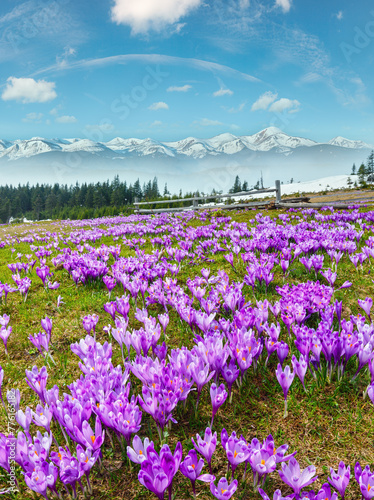 Colorful blooming purple Crocus heuffelianus (Crocus vernus) alpine flowers on spring Carpathian mountain plateau valley, Ukraine, Europe. Beautiful conceptual spring landscape. photo