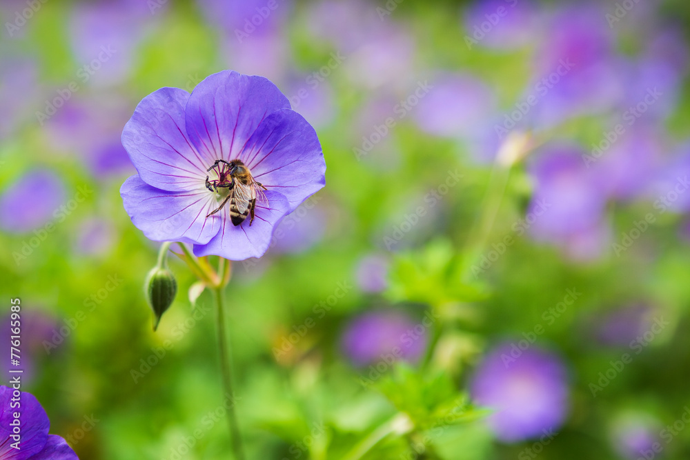 Fototapeta premium Biene in lia Blüte einer zarten Blume im Sommer
