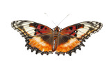 A butterfly isolated on white background or transparent background, die-cut, png cutout