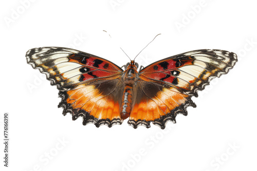 A butterfly isolated on white background or transparent background, die-cut, png cutout