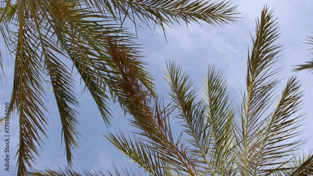Green palm tree on blue sky background. Tropical coconut palm leaf trees at sunlight. Advertising, product, background picture. Summer background, slow motion. Looking Up. High quality 4k footage Green palm tree on blue sky background. Tropical coconut palm leaf trees at sunlight. Advertising, product, background picture. Summer background, slow motion. Looking Up. High quality 4k footage