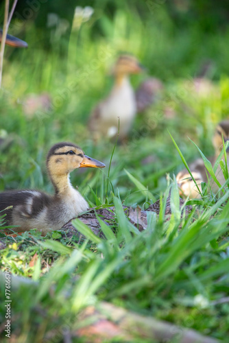 Ducklings in Grass