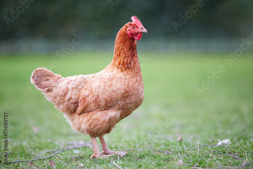 Red brown Sussex chicken on farm isolated on blurred background photo