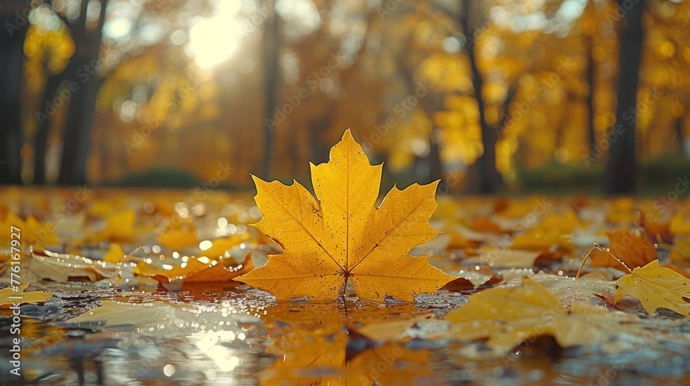 Yellow leaf rests on water puddle