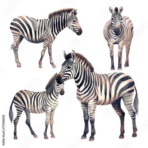 Watercolor Illustration painting of a Zebra  isolated on a white background  Zebra clipart  Zebra vector  Zebra painting  Zebra art  drawing clipart  Zebra Graphic.