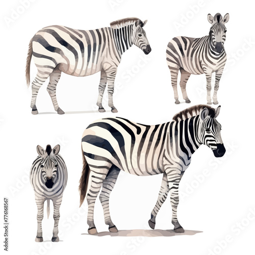 Watercolor Illustration vector of set Zebra  isolated on a white background  design art  clipart image  Graphic logo  drawing clipart  Zebra vector  Illustration painting.