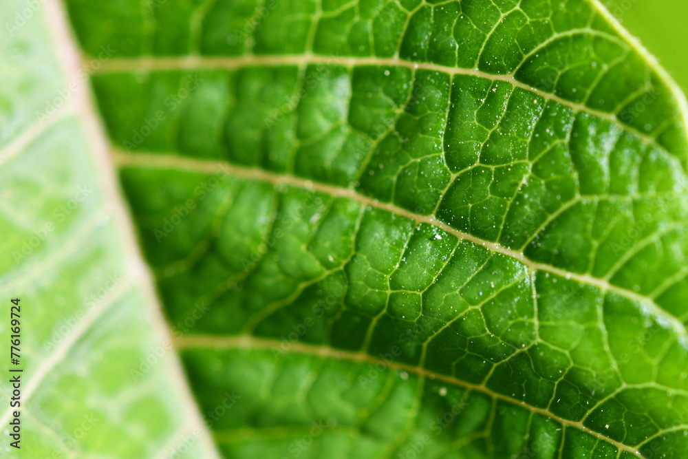 green leaf macro green leaf macro