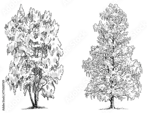 Birch tree sketches, summer,foliage, deciduous, woodland, vector outline hand drawings isolated on whit photo