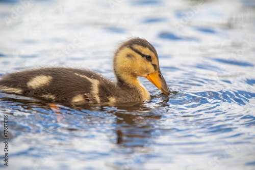 Duckling in Water