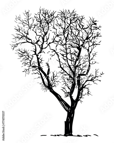 Tree bare deciduous silhouette single, crooked,seasonal, sketch, vector hand drawn illustration isolated on white