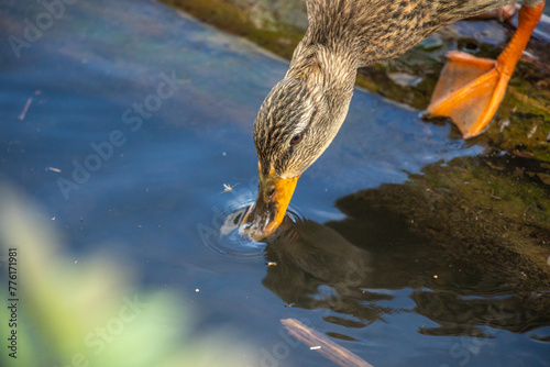Duck Drinking Water