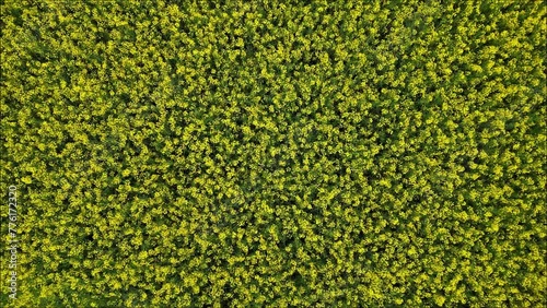 Blooming rapeseed field on a cloudy day in spring time. Aerial Footage Down Up in 4k. Thurgau Switzerland. High quality 4k footage photo