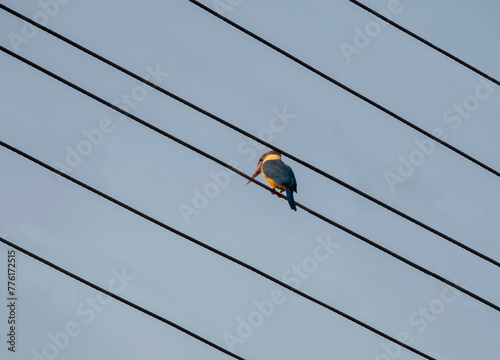 India, Kolkata, Botanical Gardens kingfisher and cables
