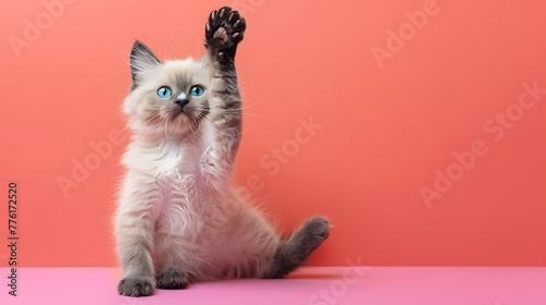 Cute blue bicolor Ragdoll cat kitte sitting up facing front with one paw playful in air on colored background photo